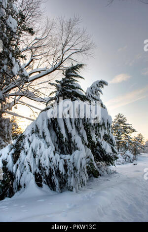 Datensatz Schneefall in den Bergen von Virginia generiert 40 plus Zoll Schnee. Hier in Pine Grove ein kleines Dorf in der Nähe von Bluemont war Ausgraben und t Stockfoto