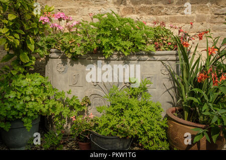Große reich verzierte führen Pflanzmaschine gegen eine Mauer aus Stein und gefüllt mit Geranien und durch Töpfe und andere Pflanzen und Blumen umgeben Stockfoto