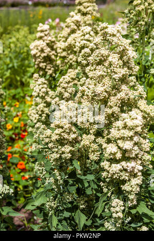 Chenopodium quinoa ' Tenuco ' Stockfoto