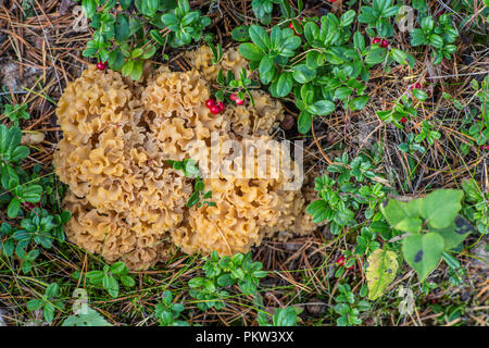 Ein großer Blumenkohl Pilz, Sparassis Crispa, in den skandinavischen Wald Stockfoto