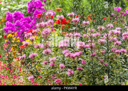 Eine farbenfrohe Kombination aus einem Sommerblumenbett in einer Hütte Blumen Garten Grenze, Monarda, phlox lila Garten Rosa Blumen im Juli Stockfoto