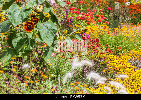 Bunte Gartenblumen Sommer Blumenbeet in einem Ferienhaus Garten Rudbeckia hirta Sonora Chine Astra Amaranth Sonnenblumen Pflanzkombination mehrfarbig Stockfoto