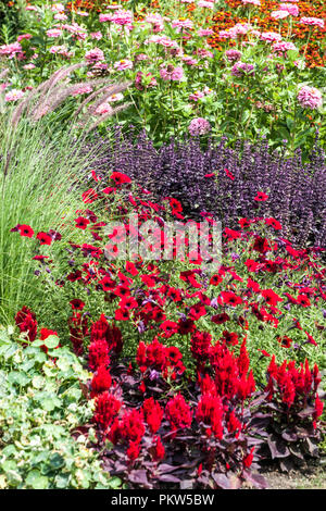 Eine bunte Kombination aus einem Sommerblumenbett in einem Cottage-Garten Szene Red Celosia, Petunia, Zinnias, Salvia, Ziergras gemischte Grenze Stockfoto