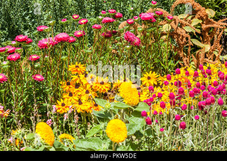 Eine bunte Kombination aus einem Sommerblumenbett in einem Hüttengarten, Gomphrena haageana, China Aster, Rudbeckia Amaranth, gemischte Blumen Stockfoto