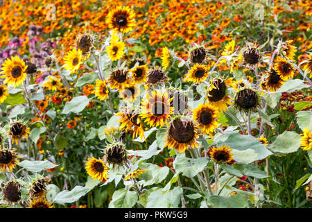 Bunte Kombination Sommer Blumen Bett in Cottage Garten Sonnenblumen Sommer Garten Grenze Juli Blumen Helianthus Helenium buntes Blumenbeet gemischt Stockfoto