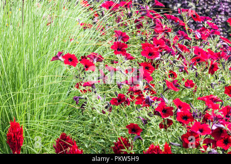 Eine bunte Mischung aus eine Sommerblume Bett in einem Cottage Garden, Celosia, Petunia, ornamental Gras, schönen Garten Blumen Stockfoto