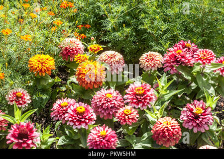 Eine bunte Mischung aus eine Sommerblume Bett in einem Cottage Garden, zinnien Ringelblume Stockfoto