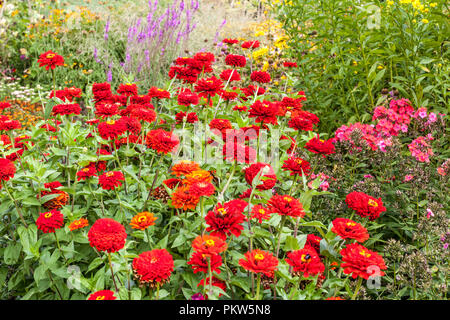 Eine Kombination aus einem Sommer blumen Bett in einem Cottage Garten, bunt rot Zinnien Stockfoto