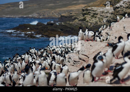 Gruppe von Imperial Shag (Phalacrocorax albiventer atriceps) auf einem Felsvorsprung an der Küste von Aas Insel auf den Falklandinseln Stockfoto