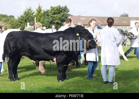 Black Bull wird angezeigt Stockfoto