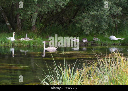 Familie der Höckerschwäne mit Cygnets neben dem Fluss Test in der Nähe von Stockbridge, Hampshire, Großbritannien Stockfoto