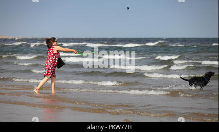 Frau mittleren Alters Werfen einer Kugel in zum Meer für ihre schwarzen Labrador. Stockfoto