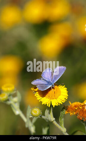 Gemeinsame Blauer Schmetterling männlich. Polyommatus icarus Stockfoto