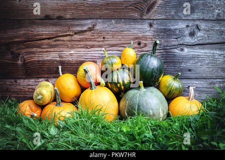 Verschiedene Kürbisse im Garten Gras in der Nähe von Alte hölzerne Wand Stockfoto