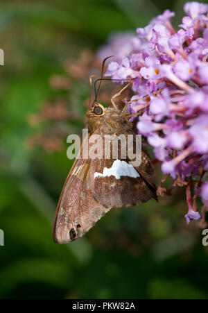 Silver-Spotted Skipper Schmetterling - Epargyreus clarus Stockfoto