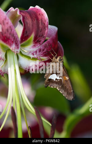 Silver-Spotted Skipper Schmetterling - Epargyreus clarus Stockfoto