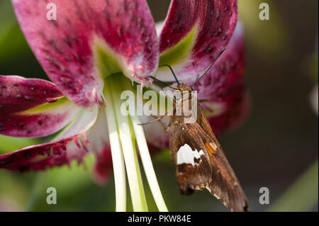 Silver-Spotted Skipper Schmetterling - Epargyreus clarus Stockfoto