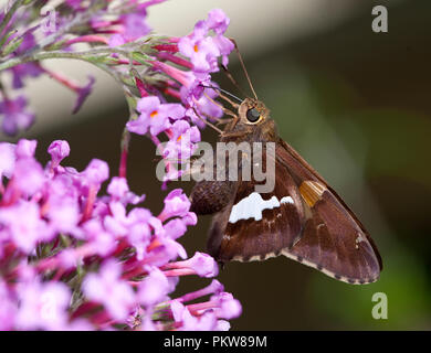 Silver-Spotted Skipper Schmetterling - Epargyreus clarus Stockfoto