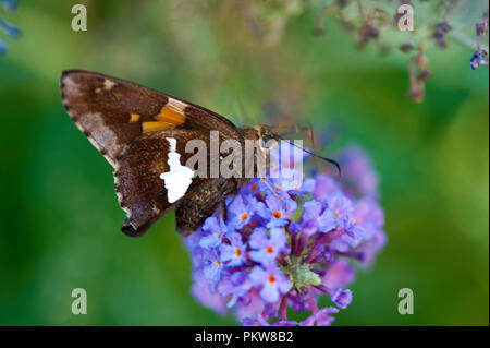 Silver-Spotted Skipper Schmetterling - Epargyreus clarus Stockfoto