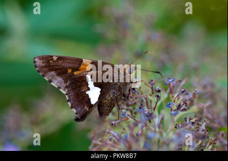 Silver-Spotted Skipper Schmetterling - Epargyreus clarus Stockfoto