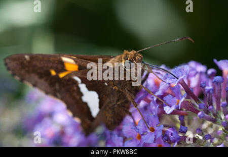 Silver-Spotted Skipper Schmetterling - Epargyreus clarus Stockfoto