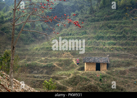 Vietnam Landschaft. Blühende Bombax Ceiba oder roter Seide Baumwolle Blume von dem alten Haus Stockfoto