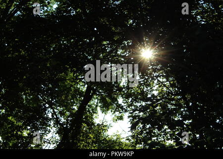 Morgensonne durch die Blätter des Baumes Stockfoto