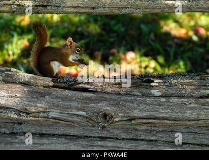 Hungriges Eichhörnchen Holding eine getrocknete Apfel sitzt auf der unteren Schiene eines verwitterten Zeder Schiene Zaun. Stockfoto