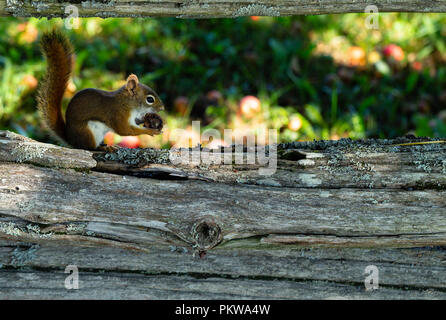 Hungriges Eichhörnchen essen eine getrocknete Apfel sitzt auf der unteren Schiene eines verwitterten Zeder Schiene Zaun. Stockfoto