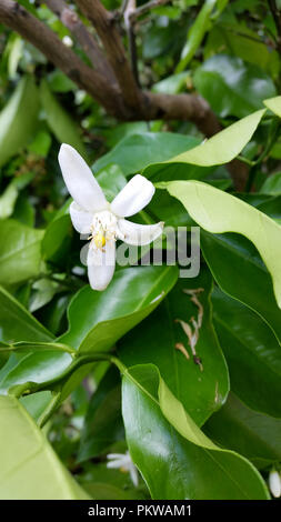 Die Blüte der Orangen. Orangenblüten und Blätter isoliert auf Naturhintergrund. Stockfoto