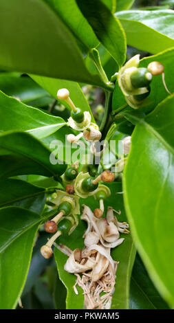 Kleine Früchte und orange Obst Blumen. Stockfoto