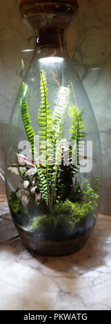 Garten im Inneren der Flasche angebaut. Stockfoto