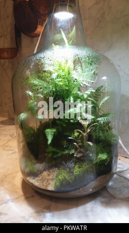 Garten im Inneren der Flasche angebaut. Stockfoto