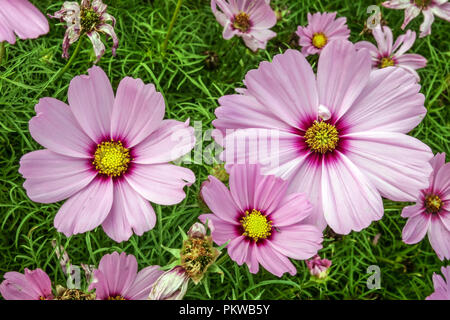 Rosa Garten Cosmos Bipinnatus Stockfoto