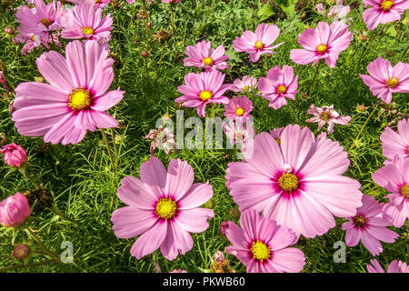 Pink Cosmos bipinnatus Sonata Rosa Kosmos Blumen Garten Stockfoto