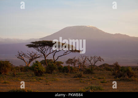 Sonnenuntergang in der Savanne. Amboseli National Park, Kenia Stockfoto