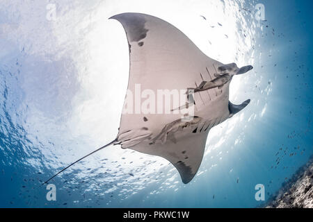 Riesigen pazifischen Mantarochen im La Reina, Meer von Cortez (Manta birostris) Stockfoto