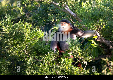 Rot-shanked Les Marines - Langur auf Son Tra Halbinsel in der Stadt Da Nang, Vietnam Stockfoto