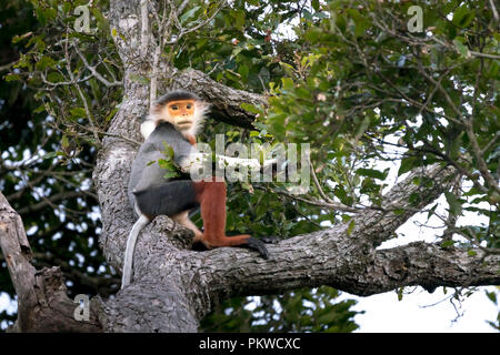 Rot-shanked Les Marines - Langur auf Son Tra Halbinsel in der Stadt Da Nang, Vietnam Stockfoto