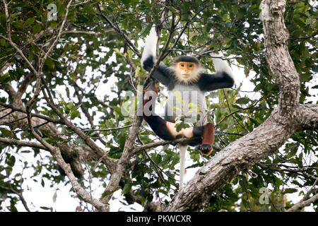 Rot-shanked Les Marines - Langur auf Son Tra Halbinsel in der Stadt Da Nang, Vietnam Stockfoto