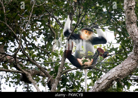 Rot-shanked Les Marines - Langur auf Son Tra Halbinsel in der Stadt Da Nang, Vietnam Stockfoto