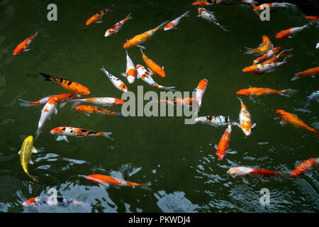 Koi Fische in einem Teich im Garten Stockfoto