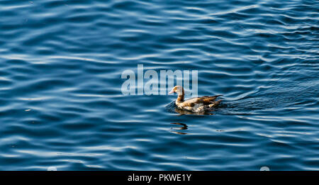 Bunte Nilgans, Alopochen aegyptiaca, Schwimmen in schimmerndem Wasser, Nil, Assuan, Ägypten, Afrika Stockfoto