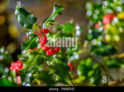 Holly rote Beeren Stockfoto