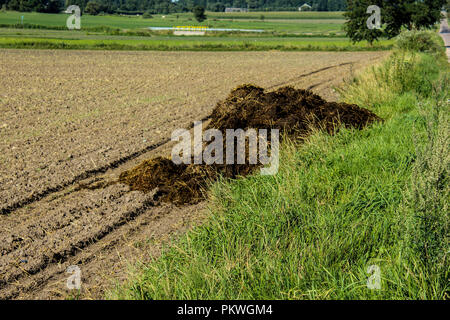 Dünger aus Kuhmist und Stroh. Anfang Herbst eine Menge Mist auf dem Feld exportiert wurde, um die Felder zu düngen. Podlasien, Polen. Stockfoto