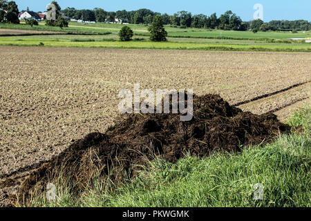 Dünger aus Kuhmist und Stroh. Anfang Herbst eine Menge Mist auf dem Feld exportiert wurde, um die Felder zu düngen. Podlasien, Polen. Stockfoto