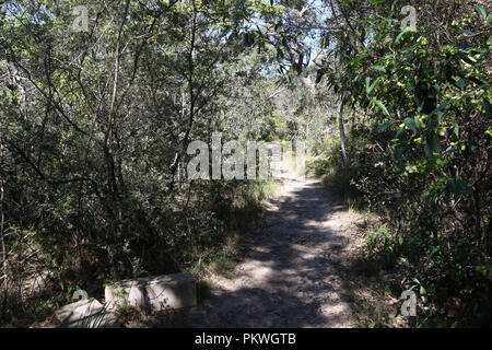 Bushwalk Abschnitt zwischen Taronga Zoo und Bradley's Kopf, Mosman auf Sydneys unteren North Shore. Stockfoto