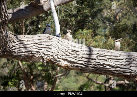 Drei kookaburras Sitzen auf einem Ast im Balmoral Beach, Mosman. Stockfoto