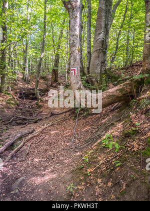 Trekking trail auf den Polonina Carynska im Bieszczady-gebirge, Polen. Europa, Woiwodschaft Podkarpackie, Bieszczady, Stockfoto