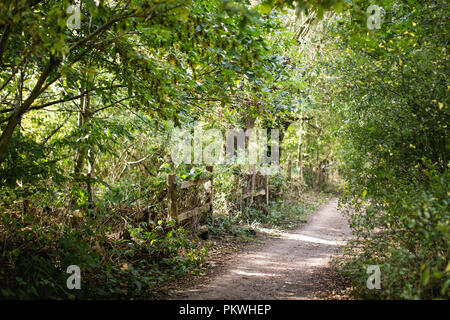 Schönen Pfade und Wanderwege durch Highgate Woods im Sommer Stockfoto